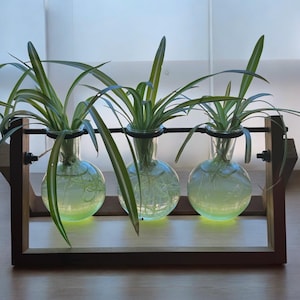 Rooted Spider Plant Cutting: Easy Air Purifying Houseplant