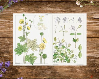 Vintage Botanical Ephemera: Floral Junk Journal Printables (Digital Download A4)
