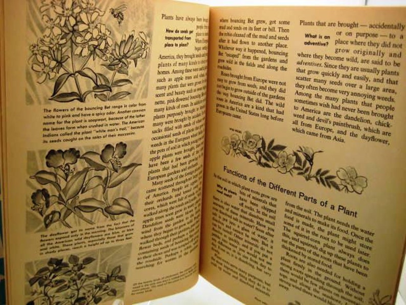 How and Why Wonder Book of Wild Flowers Vintage 1962 Etsy