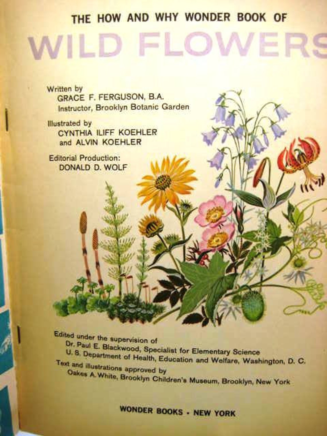 How and Why Wonder Book of Wild Flowers Vintage 1962 Etsy