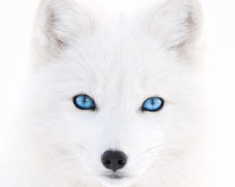 Weißer Fuchs Poster Arctic Fox Print Winter Tierbild Wandkunst modern hell minimalistisch Tierposter Wohnzimmer Deko DinA1-A5 Geschenkidee
