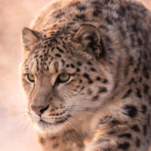 Snow Leopard Poster – Schneeleopard Wandbild, Wildlife Wall Art, Big Cat Print, Dramatic Nature Poster, Tierposter modern