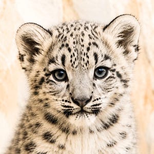 May include: A young snow leopard cub with thick, cream-coloured fur covered in distinct black rosettes and spots. The cub has large, dark, forward-facing eyes, small rounded ears, and a short muzzle with visible whiskers, looking directly ahead.