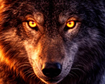 Light Contrast Wildlife Serie – Wolf Poster, Leuchtende Augen Wandbild, Modern Tierkunst, Dramatic Light Print, Download