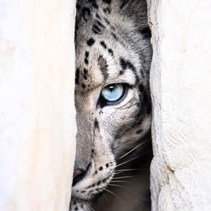 以下が含まれることがあります： 雪豹の顔が、印象的な青い目を持ち、2つの明るい色の石壁の間の狭い隙間から覗いています。ヒョウの毛皮は、黒い斑点のあるグレーと白の混合です。