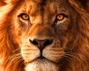 Löwe Poster dramatisches Licht Wandbild, Lion Wall Art Printable, Tierbild modern Schatten Licht, Wohnzimmer Deko Geschenk PDF DIN A1 - A5