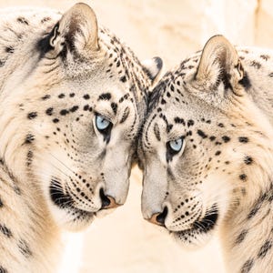 Puede incluir: Dos leopardos de las nieves con pelaje grueso de color crema y rosetas negras distintivas frente a frente. Ambos grandes felinos tienen ojos azul brillante penetrantes, bigotes prominentes y marcas oscuras alrededor del hocico y orejas.