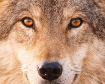 Wolf Wandbild hell & ruhig, Tierposter Wohnzimmer modern, Wildlife Presence, golden light wall art, Wolf Poster digital Deko