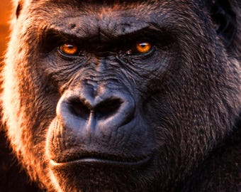 Light Impact Wildlife Gorilla Poster, Monkey Wall Art Light, Modern Gorilla Wall Mural, Dramatic Animal Art, Printable Living Room Decor