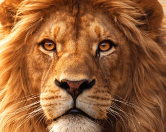 Löwe Poster Wohnzimmer Deko, Lion Wall Art Printable, Tierbild modern Gold Licht, Geschenk Idee, Wandbild Tierkunst PDF DIN A1 A2 A3 A4 A5