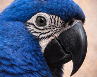 Modern parrot poster, animal portrait, parrot, minimalist animal wall art, wildlife art, living room decor, Rare Elegance series