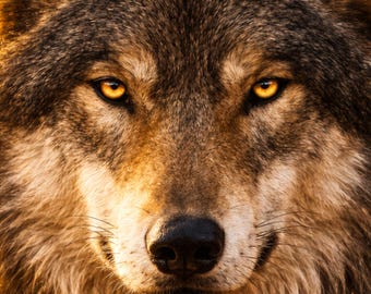 Wolf Poster Wohnzimmer modern, Wildlife Presence Tierbild, goldenes Licht Wandkunst, Wolf Art Print digital, Tierkunst Deko