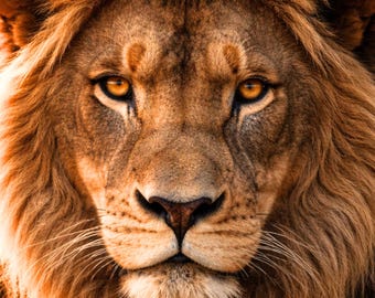 Löwe Poster Wohnzimmer Deko, Lion Wall Art Printable, Tierbild modern Gold Licht, Geschenk Idee, Wandbild Tierkunst PDF DIN A1 A2 A3 A4 A5