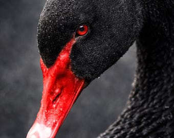 Black Swan Poster, Modern Animal Portrait, Minimalist Animal Wall Art, Wildlife Art, Living Room Decor, Rare Elegance Series