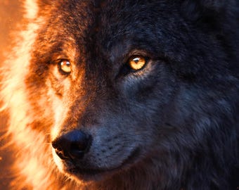 Light Impact Wildlife Wolf Poster, Wolf Wall Art, Mural Modern, Golden Light Animal Art, Dramatic Wildlife Printable