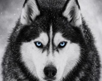 Monochrome Presence Husky Poster Schwarz Weiß Tierbild mit leuchtenden Augen Wildlife Wandbild Animal Print modern minimalistisch
