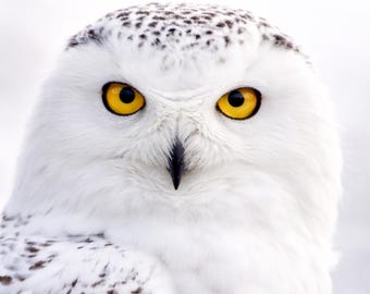 Schneeeule Poster Snowy Owl Print Tierbild modern Wildlife Wandkunst hell minimalistisch Wohnzimmer Deko PDF DinA1-A5