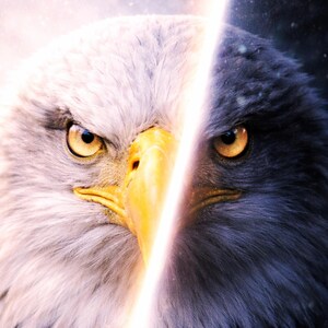 Adler Poster Licht Kontrast Tierbild modern Wanddeko Wohnzimmer Geschenk Eagle Art Print Split Effekt A1 A2 A3 A4 A5 PDF