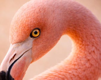 Flamingo Poster, Pink Bird, Modern Animal Portrait, Minimalist Animal Wall Art, Wildlife Art, Living Room Decor, Rare Elegance Series