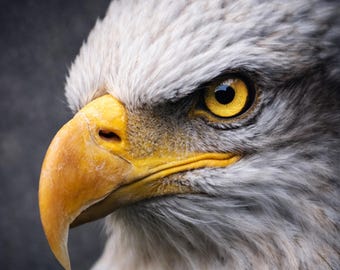 Eagle Poster Close Up Extreme Eye Wall Art Wildlife Portrait Modern Animal Poster Eye Art Black Orange Living Room Decor