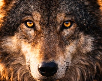 Wolf Poster dunkel & edel, Tierbild Wohnzimmer modern, Wildlife Presence, golden light wall Art, Wolf Wandbild digital, Tierkunst