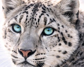 Schneeleopard Poster Snow Leopard Print Tierbild modern Wildlife Wandkunst hell elegant Wohnzimmer Deko Tierposter PDF DinA1-A5