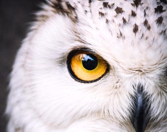 Snowy Owl Poster Close Up Extreme Eye Wall Art Wildlife Portrait Modern Animal Poster Eye Art Black Orange Living Room Decor
