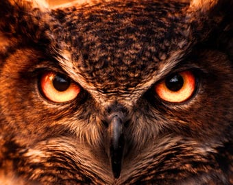 Owl Poster, Owl Glow Wildlife Wall Art, Animal Poster, Modern Art Print, Bird Decor, Living Room Gift, Digital Download, Rare Elegance