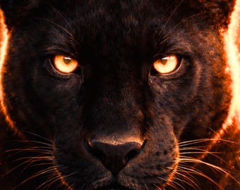 Panther Poster modern Wohnzimmer, schwarzer Panther Wandbild, Wildlife Tierkunst, golden light wall art, Panther Print digital