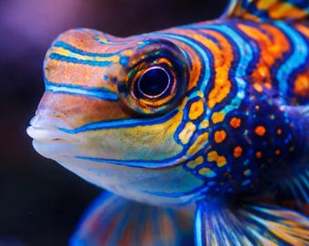 Color Impact Wildlife Mandarin Fish Poster – Modern Macaw Wall Art – Colorful Animal Poster – Animal Wall Art Fish Decor