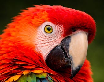 Color Impact Wildlife Parrot Poster – Modern Macaw Wall Art – Colorful Animal Poster – Animal Wall Art Parrot Decor