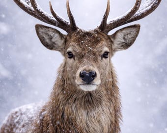 Snow Eyes Hirsch Poster, Owl Wall Art, Wildlife Wandbild Hirsch Schnee, Animal Wall Art Printable, Tierposter modern Download