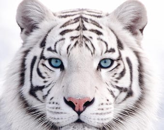 Weißer Tiger Poster White Tiger Print Tierbild modern Wildlife Wandkunst hell minimalistisch Wohnzimmer Deko PDF DinA1-A5