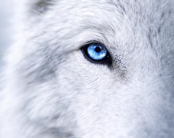Wolf Poster Close Up Ice Wolf Animal Poster Eye Blue Wildlife Portrait Modern Wall Art Minimalist Living Room Decor