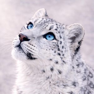 ユキヒョウのポスター 野生動物の壁アート – 鋭い眼差しを持つエレガントな動物の絵、モダンな動物アートのリビングルーム装飾、印刷可能なPDF A1 - A5