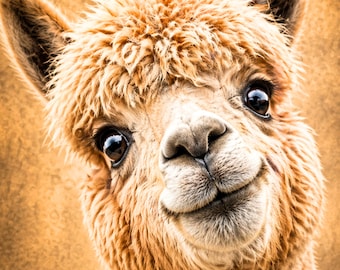 Poster Alpaka Portrait – Character Animals lustiges Tierposter modern Alpaka Wandbild Wohnzimmer Deko Geschenk PDF DIN A1 - A5