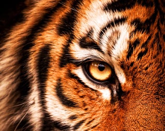 Tiger Poster Close Up Extreme Eye Wall Art Wildlife Portrait Modern Animal Poster Eye Art Black Orange Living Room Decor
