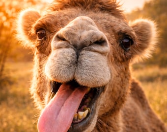 Funny camel poster with tongue sticking out, modern animal wall art, witty animal picture for the living room, humorous animal print, gift idea (PDF, DIN A1-A5)