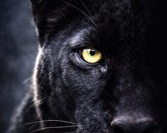 Panther Poster Close Up Extreme Eye Wall Art Wildlife Portrait Modern Animal Poster Eye Art Living Room Decor