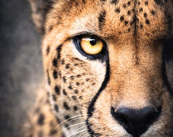 Cheetah Poster Close Up Extreme Eye Wall Art Wildlife Portrait Modern Animal Poster Eye Art Black Orange Living Room Decor