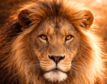 Lion Poster, Lion Wall Art, Gold Light, Modern Animal Picture, Wildlife Wall Art, Living Room Decor, Printable Poster PDF A1-A5