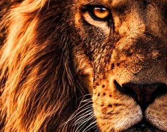 Lion Poster Close Up Extreme Eye Wall Art Wildlife Portrait Modern Animal Poster Eye Art Black Orange Living Room Decor