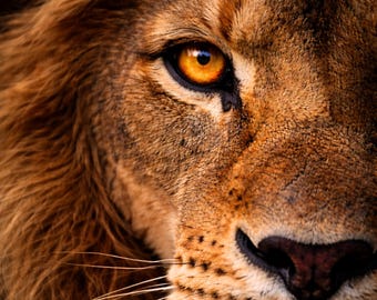 Close Presence Wildlife Lion - Lion Eye Poster – Extreme Crop Animal Poster – Modern Wildlife Wall Art – Lion Eye Print