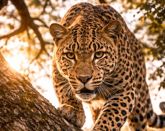 Póster de leopardo Árbol Arte de pared de vida silvestre Gran felino Arte de la naturaleza A1 A2 A3 A4 A5 Descargar Regalo Póster de animales Moderno