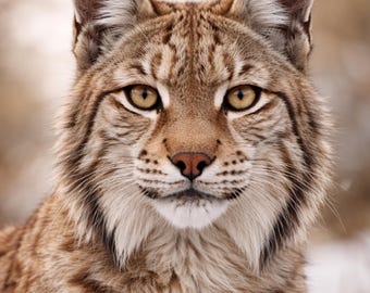 Luchs Poster Lynx Print Tierbild modern Wildlife Wandkunst warm minimalistisch Wohnzimmer Deko Tierposter PDF DinA1-A5