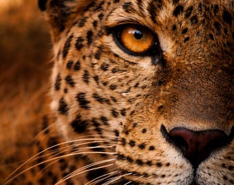 Close Presence Wildlife Leopard - Leopard Eye Poster - Extreme Crop Animal Poster - Wildlife Wall Art modern - Leopard Eye Print