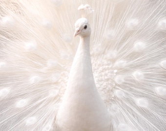 Póster de pavo real blanco, elegante póster de animales luminosos, arte de pared de pavo real blanco, lámina minimalista de vida silvestre, decoración moderna para sala de estar, regalo