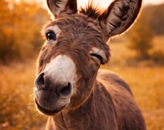 Póster divertido de burro guiñando un ojo, arte mural humorístico de animales, póster divertido de animales de granja, arte mural de animales para la cocina o el pasillo, regalo