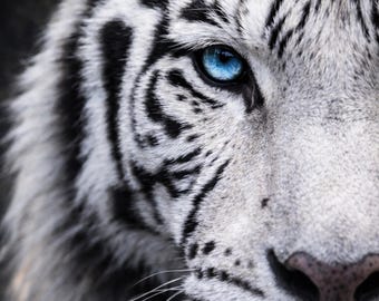 White Tiger Poster Close Up Extreme Eye Wall Art Wildlife Portrait Modern Animal Poster Eye Art Black Orange Living Room Decor