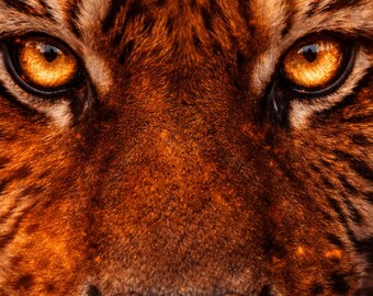 Golden Wildlife Close-Up Tiger Poster, Tiger Wandbild, Tiger Augen Wall Art, Printable PDF